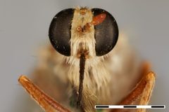 Rhaphiomidas terminatus by the Smithsonian. Used under a CC0 license.