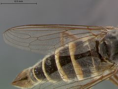 Rhaphiomidas terminatus by the Smithsonian. Used under a CC0 license.