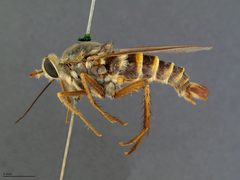 Rhaphiomidas terminatus by the Smithsonian. Used under a CC0 license.