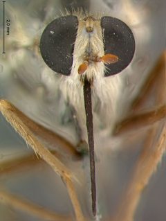 Rhaphiomidas terminatus by the Smithsonian. Used under a CC0 license.