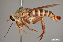 Rhaphiomidas terminatus by the Smithsonian. Used under a CC0 license.