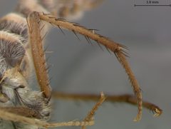 Rhaphiomidas terminatus by the Smithsonian. Used under a CC0 license.