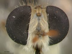 Rhaphiomidas terminatus by the Smithsonian. Used under a CC0 license.
