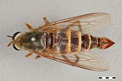Rhaphiomidas terminatus by the Smithsonian. Used under a CC0 license.