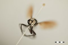 Stratiomydas rufiventris by the Smithsonian. Used under a CC0 license.