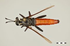 Stratiomydas rufiventris by the Smithsonian. Used under a CC0 license.