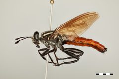 Stratiomydas rufiventris by the Smithsonian. Used under a CC0 license.