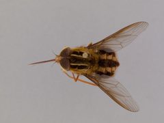 Trichophthalma barbarossa by the Smithsonian. Used under a CC0 license.