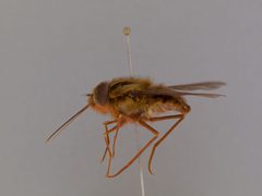 Trichophthalma barbarossa by the Smithsonian. Used under a CC0 license.