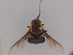 Trichophthalma eximia by the Smithsonian. Used under a CC0 license.