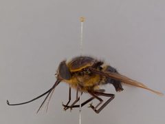 Trichophthalma eximia by the Smithsonian. Used under a CC0 license.
