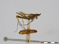 Chaetonerius comperei by the Smithsonian. Used under a CC0 license.