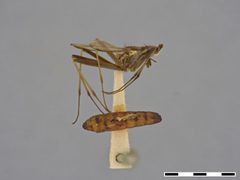 Chaetonerius comperei by the Smithsonian. Used under a CC0 license.