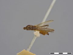Chaetonerius comperei by the Smithsonian. Used under a CC0 license.