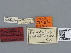 Telostylus philippinensis by the Smithsonian. Used under a CC0 license.
