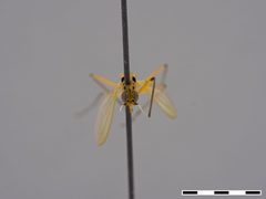 Telostylus philippinensis by the Smithsonian. Used under a CC0 license.