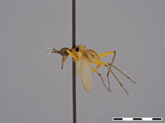 Telostylus philippinensis by the Smithsonian. Used under a CC0 license.