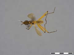 Telostylus philippinensis by the Smithsonian. Used under a CC0 license.