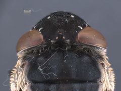 Cuterebra fontinella by the Smithsonian. Used under a CC0 license.