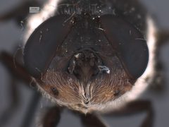 Cuterebra fontinella by the Smithsonian. Used under a CC0 license.