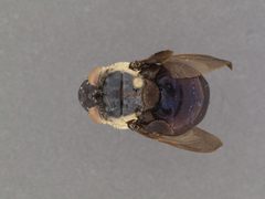 Cuterebra fontinella by the Smithsonian. Used under a CC0 license.