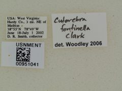 Cuterebra fontinella by the Smithsonian. Used under a CC0 license.