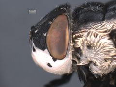 Cuterebra fontinella by the Smithsonian. Used under a CC0 license.