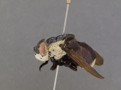 Cuterebra fontinella by the Smithsonian. Used under a CC0 license.