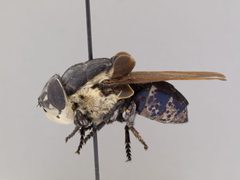 Cuterebra lepusculi by the Smithsonian. Used under a CC0 license.