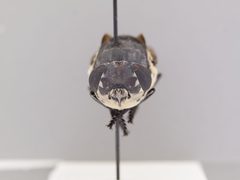 Cuterebra lepusculi by the Smithsonian. Used under a CC0 license.