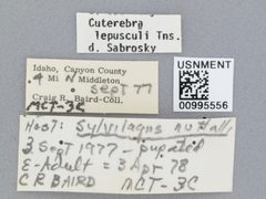 Cuterebra lepusculi by the Smithsonian. Used under a CC0 license.