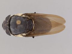 Cuterebra lepusculi by the Smithsonian. Used under a CC0 license.