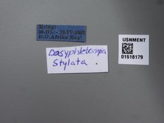 Dasyphlebomyia stylata by the Smithsonian. Used under a CC0 license.