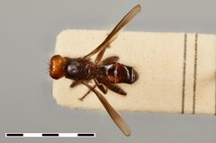 Dasyphlebomyia stylata by the Smithsonian. Used under a CC0 license.