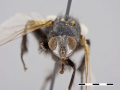 Wohlfahrtia atra by the Smithsonian. Used under a CC0 license.