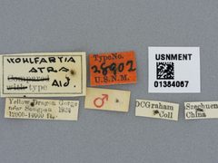 Wohlfahrtia atra by the Smithsonian. Used under a CC0 license.