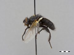 Wohlfahrtia atra by the Smithsonian. Used under a CC0 license.