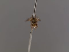 Dictya behrmani by the Smithsonian. Used under a CC0 license.
