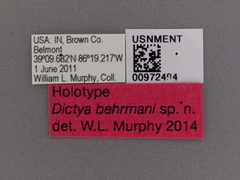 Dictya behrmani by the Smithsonian. Used under a CC0 license.