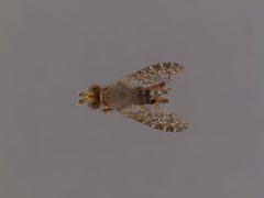 Dictya behrmani by the Smithsonian. Used under a CC0 license.
