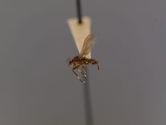 Pherbellia anitae by the Smithsonian. Used under a CC0 license.