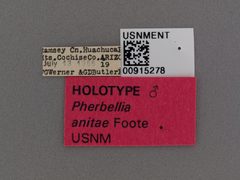 Pherbellia anitae by the Smithsonian. Used under a CC0 license.