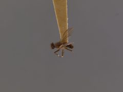 Pherbellia anitae by the Smithsonian. Used under a CC0 license.