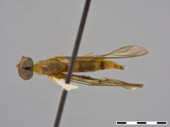 Ptecticus aculeatus by the Smithsonian. Used under a CC0 license.