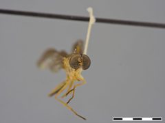 Ptecticus aculeatus by the Smithsonian. Used under a CC0 license.