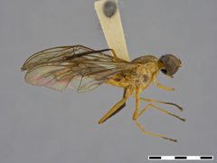 Ptecticus aculeatus by the Smithsonian. Used under a CC0 license.