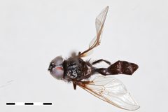 Baccha hirta by the Smithsonian. Used under a CC0 license.