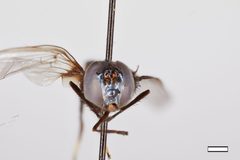 Baccha hirta by the Smithsonian. Used under a CC0 license.