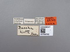 Baccha hirta by the Smithsonian. Used under a CC0 license.