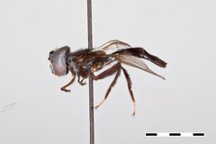Baccha hirta by the Smithsonian. Used under a CC0 license.
